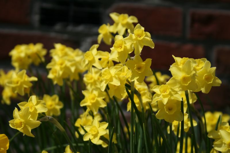 Narcissus 'Sabrosa' bestellen